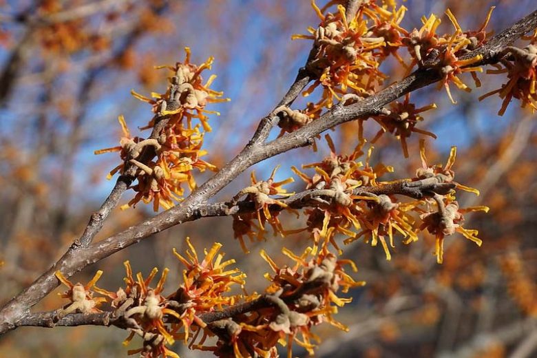 Hamamelis vernalis, Ozark Witch Hazel, Vernal Witch Hazel, flowering shrub, winter flowering shrub, yellow flowers