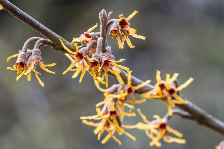 Hamamelis vernalis 'sandra', Ozark Witch Hazel 'sandra', Vernal Witch Hazel 'sandra', flowering shrub, winter flowering shrub, yellow flowers