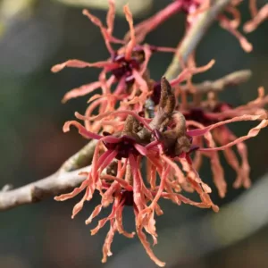 Hamamelis x Intermedia 'Feuerzauber', Witch Hazel 'Feuerzauber', Hamamelis 'Magic Fire', Hamamelis × intermedia 'Fire Charm', Hamamelis × intermedia 'Firecracker',Orange Flowers, Orange Witch Hazel,