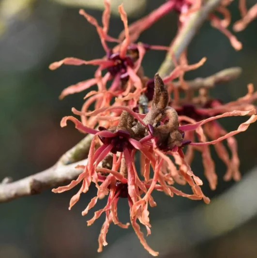 Hamamelis x Intermedia 'Feuerzauber', Witch Hazel 'Feuerzauber', Hamamelis 'Magic Fire', Hamamelis × intermedia 'Fire Charm', Hamamelis × intermedia 'Firecracker',Orange Flowers, Orange Witch Hazel,