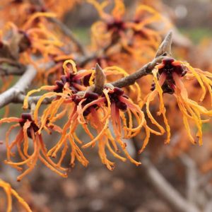Hamamelis x Intermedia 'Gingerbread',  Witch Hazel 'Gingerbread', Hamamelis × intermedia 'Fiery Orange', Orange Witch Hazel, Winter Flowering Shrub, Orange Flowers,
