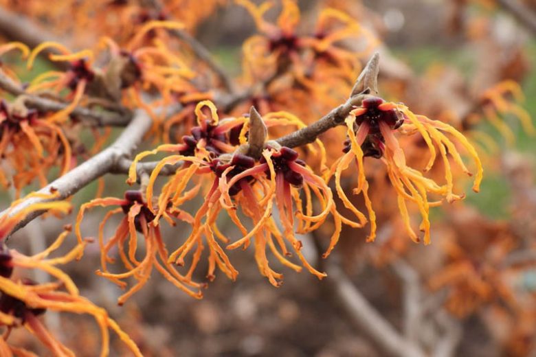 Hamamelis x Intermedia 'Gingerbread',  Witch Hazel 'Gingerbread', Hamamelis × intermedia 'Fiery Orange', Orange Witch Hazel, Winter Flowering Shrub, Orange Flowers,