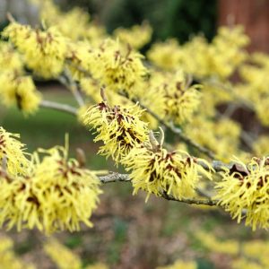 Hamamelis x Intermedia 'Savill Starlight', Witch Hazel 'Savill Starlight', Hamamelis mollis 'Savill Starlight', Yellow Hamamelis, Yellow Witch Hazel