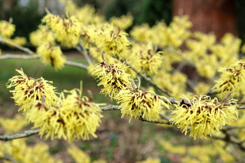 Hamamelis x Intermedia 'Savill Starlight', Witch Hazel 'Savill Starlight', Hamamelis mollis 'Savill Starlight', Yellow Hamamelis, Yellow Witch Hazel
