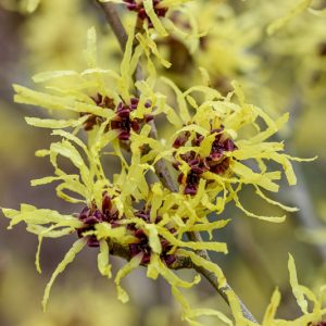 Hamamelis x Intermedia 'Sunburst', Witch Hazel 'Sunburst', Hamamelis mollis 'Sunburst', Yellow Hamamelis, Yellow Witch Hazel