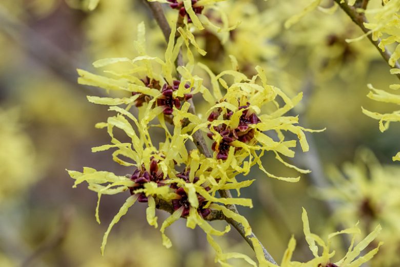 Hamamelis x Intermedia 'Sunburst', Witch Hazel 'Sunburst', Hamamelis mollis 'Sunburst', Yellow Hamamelis, Yellow Witch Hazel
