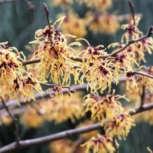 Hamamelis x Intermedia 'Vesna', Witch Hazel 'Vesna', Chinese Witch Hazel 'Vesna', Hamamelis x intermedia 'Vezna', Orange Flowers, Orange Witch Hazel,