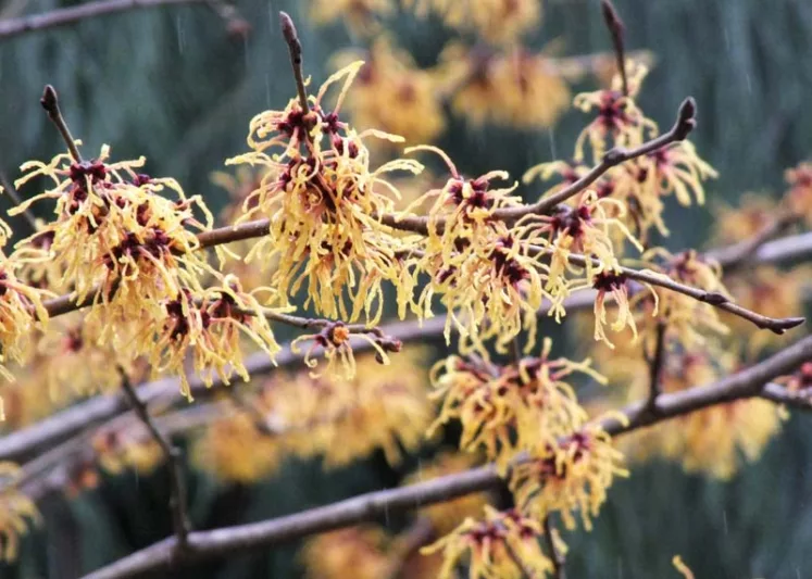 Hamamelis x Intermedia 'Vesna', Witch Hazel 'Vesna', Chinese Witch Hazel 'Vesna', Hamamelis x intermedia 'Vezna', Orange Flowers, Orange Witch Hazel,