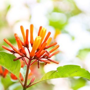 Hamelia patens, Scarletbush, Firebush, Coloradillo, Mexican Firecracker, Firecracker Shrub, Red Flowers, Orange Flowers