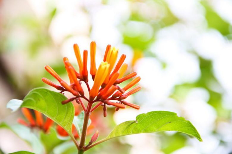 Hamelia patens, Scarletbush, Firebush, Coloradillo, Mexican Firecracker, Firecracker Shrub, Red Flowers, Orange Flowers