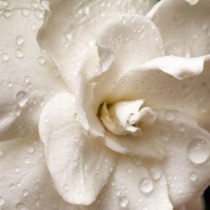 Hardy Gardenias, Hardy Gardenia, Cold Hardy Gardenias, Cold Hardy Gardenia, Winter Hardy Gardenias, Winter Hardy Gardenia, Common Gardenia, Cape Jasmine, Cape Jessamine, gardenia blossom, gardenia flowers, Gardenia jasminoides