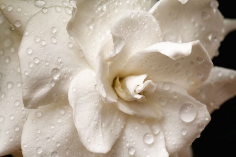 Hardy Gardenias, Hardy Gardenia, Cold Hardy Gardenias, Cold Hardy Gardenia, Winter Hardy Gardenias, Winter Hardy Gardenia, Common Gardenia, Cape Jasmine, Cape Jessamine, gardenia blossom, gardenia flowers, Gardenia jasminoides
