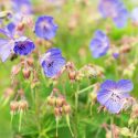 Hardy geranium, hardy geraniums, Best Hardy Geraniums, Great Hardy Geraniums, Cranesbill,  Best cranesbills