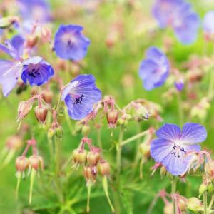 Hardy geranium, hardy geraniums, Best Hardy Geraniums, Great Hardy Geraniums, Cranesbill,  Best cranesbills