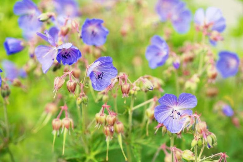 Hardy geranium, hardy geraniums, Best Hardy Geraniums, Great Hardy Geraniums, Cranesbill,  Best cranesbills
