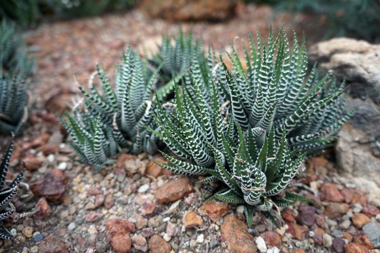 Haworthiopsis fasciata, Zebra Haworthia, Haworthia fasciata, Little Zebra Plant, Zebra Plant, Small Succulent, Pot Succulent, Containers Succulent, Indoors Succulent