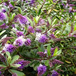 Hebe buxifolia 'Patty's Purple'',Hebe 'Patty's Purple', Veronica 'Patty's Purple', Evergreen Shrub, Small Shrub, Dwarf Shrub