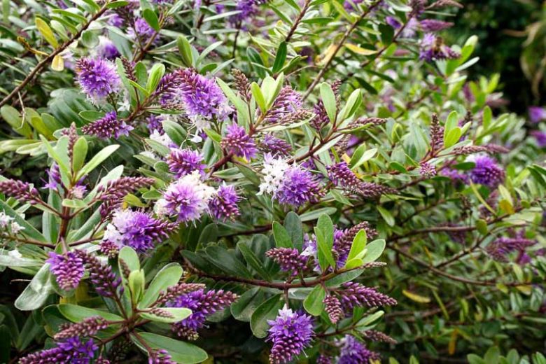 Hebe buxifolia 'Patty's Purple'',Hebe 'Patty's Purple', Veronica 'Patty's Purple', Evergreen Shrub, Small Shrub, Dwarf Shrub