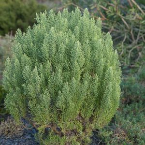 Hebe cupressoides ‘Boughton Dome’, Hebe 'Boughton Dome', Veronica cupressoides 'Boughton Dome', Evergreen Shrub, Small Shrub, Dwarf Shrub