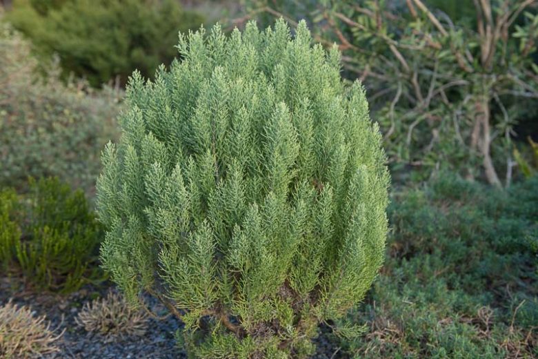 Hebe cupressoides ‘Boughton Dome’, Hebe 'Boughton Dome', Veronica cupressoides 'Boughton Dome', Evergreen Shrub, Small Shrub, Dwarf Shrub