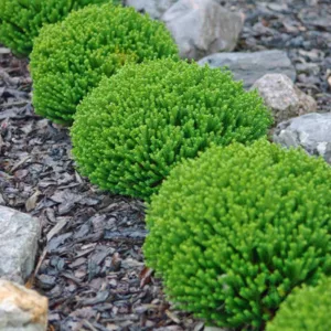 Hebe 'Emerald Gem',Emerald Gem Hebe, Green Globe Hebe, Evergreen Shrub, Small Shrub, Dwarf Shrub