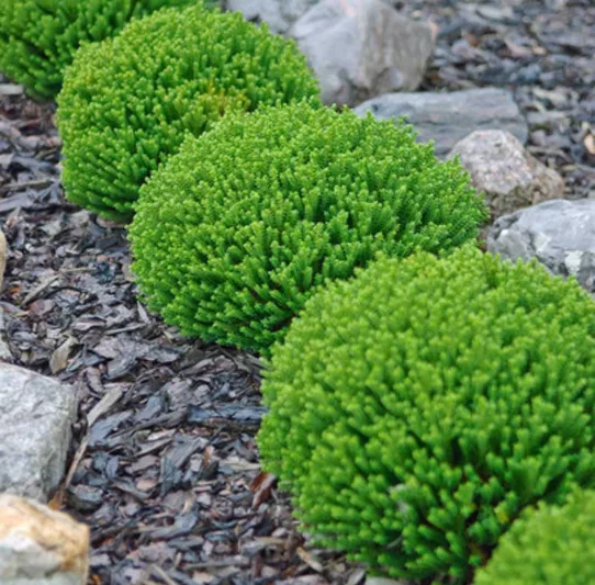 Hebe 'Emerald Gem',Emerald Gem Hebe, Green Globe Hebe, Evergreen Shrub, Small Shrub, Dwarf Shrub