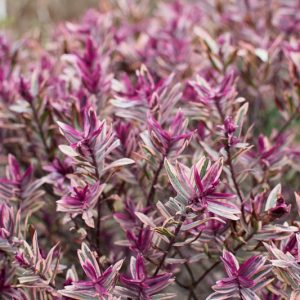Hebe 'Frozen Flame',Frozen Flame Hebe, Veronica 'Frozen Flame', Pink Hebe, Purple Hebe, Evergreen Shrub, Small Shrub, Dwarf Shrub