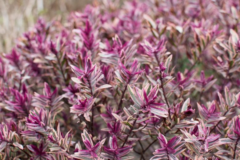 Hebe 'Frozen Flame',Frozen Flame Hebe, Veronica 'Frozen Flame', Pink Hebe, Purple Hebe, Evergreen Shrub, Small Shrub, Dwarf Shrub
