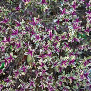 Hebe Purple Shamrock,Purple Shamrock Hebe, Hebe 'Neprock', Veronica Purple Shamrock, Pink Hebe, Evergreen Shrub, Small Shrub, Dwarf Shrub