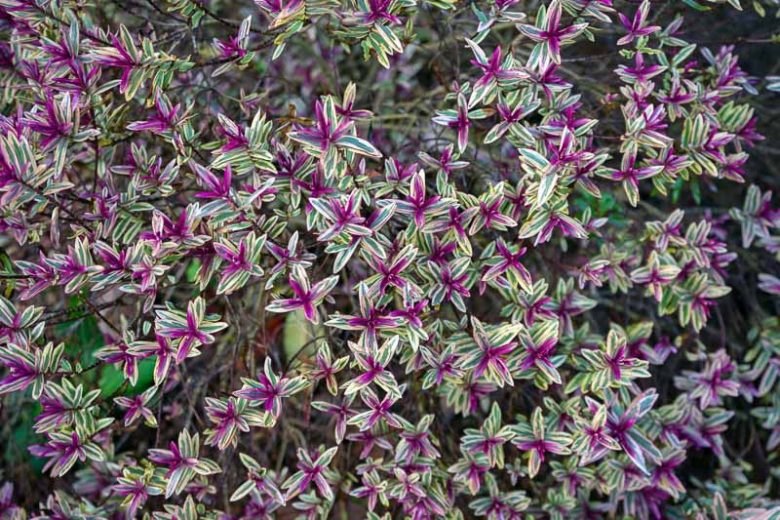 Hebe Purple Shamrock,Purple Shamrock Hebe, Hebe 'Neprock', Veronica Purple Shamrock, Pink Hebe, Evergreen Shrub, Small Shrub, Dwarf Shrub