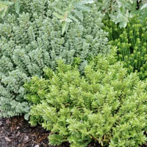 Hebe Rakaiensis,  Shrubby Veronica, Rakai Hebe, Evergreen Shrub, Small Shrub, Dwarf Shrub, Golden Dome Hebe