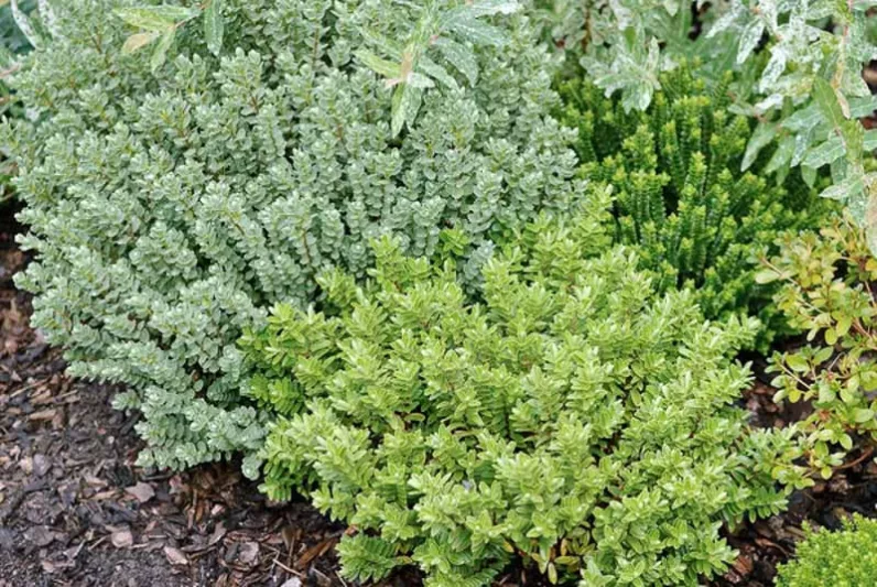 Hebe Rakaiensis,  Shrubby Veronica, Rakai Hebe, Evergreen Shrub, Small Shrub, Dwarf Shrub, Golden Dome Hebe