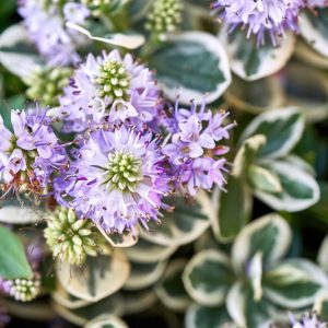 Hebe Silver Queen, Hebe elliptica 'Variegata', Hebe x franciscana 'Variegata', Evergreen Shrub, Small Shrub, Dwarf Shrub, Purple Flowers