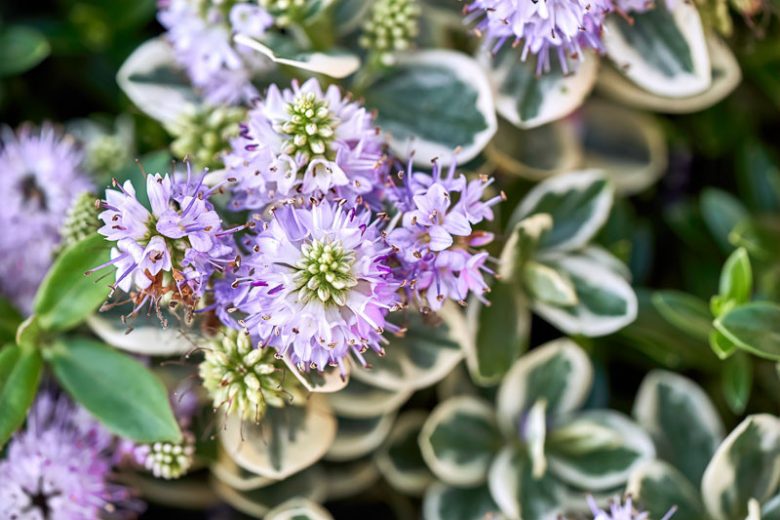 Hebe Silver Queen, Hebe elliptica 'Variegata', Hebe x franciscana 'Variegata', Evergreen Shrub, Small Shrub, Dwarf Shrub, Purple Flowers