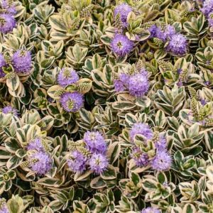 Hebe speciosa 'Variegata',Hebe 'Tri-Color', Hebe speciosa 'Tricolor', Hebe 'Purple Tips', Showy Hebe, Variegated Hebe, Veronica speciosa 'Variegata', Evergreen Shrub, Small Shrub, Dwarf Shrub
