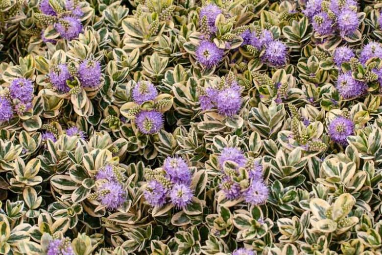 Hebe speciosa 'Variegata',Hebe 'Tri-Color', Hebe speciosa 'Tricolor', Hebe 'Purple Tips', Showy Hebe, Variegated Hebe, Veronica speciosa 'Variegata', Evergreen Shrub, Small Shrub, Dwarf Shrub