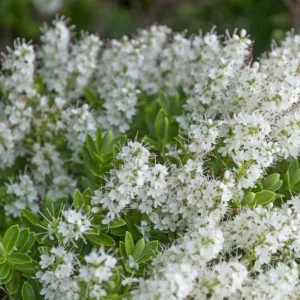 Hebe topiaria, Topiarist's Hebe, Evergreen Shrub, Small Shrub, Dwarf Shrub