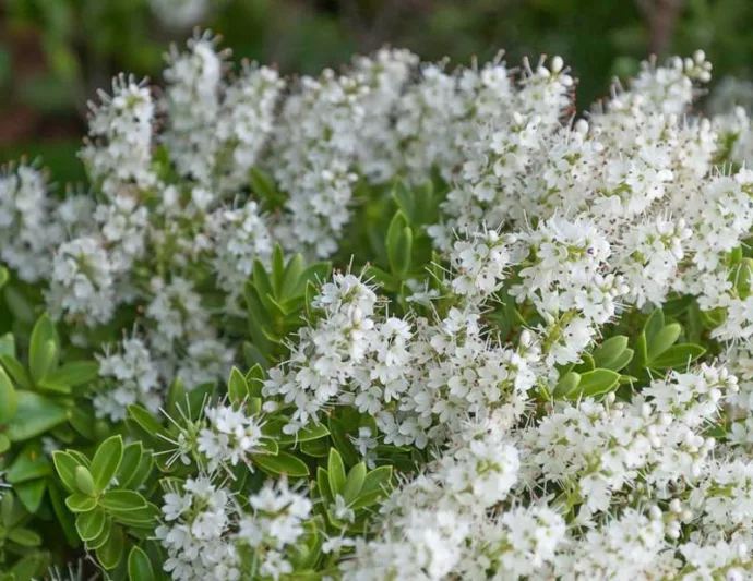 Hebe topiaria, Topiarist's Hebe, Evergreen Shrub, Small Shrub, Dwarf Shrub