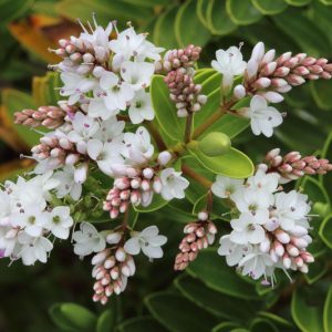 Hebe vernicosa,Varnished Hebe, Evergreen Shrub, Small Shrub, Dwarf Shrub