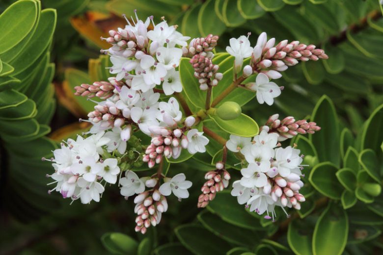Hebe vernicosa,Varnished Hebe, Evergreen Shrub, Small Shrub, Dwarf Shrub