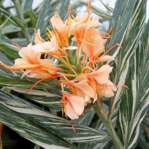Hedychium Tahitian Flame, Variegated Ginger Lily, Apricot Hedychium, Apricot Ginger Lily, Perennial Plants, Perennial Flowers, Exotic Flowers