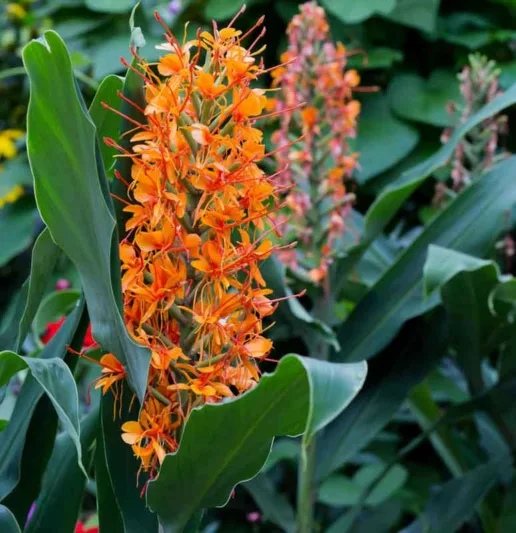 Hedychium 'Tara', Ginger Lily 'Tara', Hedychium coccineum 'Tara', Hedychium x moorei 'Tara', Perennial Plants, Perennial Flowers, Exotic Flowers
