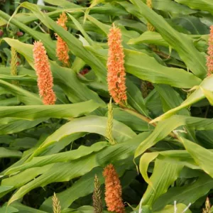 Hedychium densiflorum, Dense Ginger Lily, Orange Hedy chium, Orange Ginger Lily, Perennial Plants, Perennial Flowers, Exotic Flowers