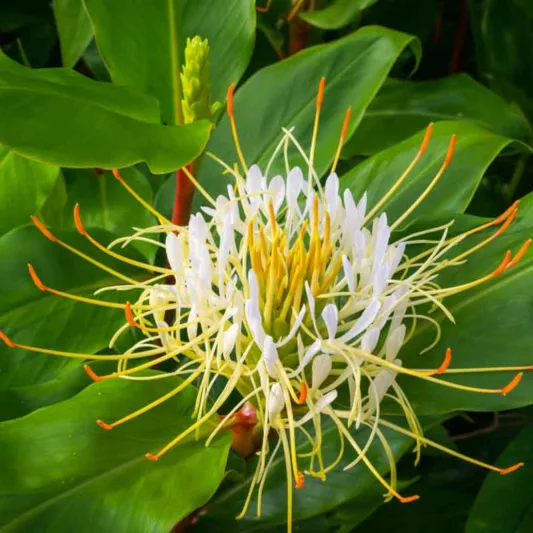 Hedychium ellipticum, Rock Butterfly Lily, Hardy Ginger Lily,  White Ginger, Perennial Plants, Perennial Flowers, Exotic Flowers
