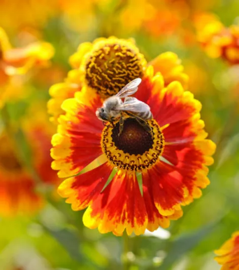Common Sneezeweed Biedermeier, False Sunflower Biedermeier, Helen's Flower Biedermeier, Yellow Star Biedermeier, Late summer perennial, Bicolor Helenium