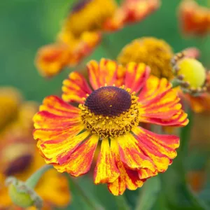 Helenium Feuersiegel, Sneezeweed Feuersiegel, Helenium Autumnale, Common Sneezeweed Feuersiegel, False Sunflower Feuersiegel, Helen's Flower Feuersiegel, Yellow Helenium