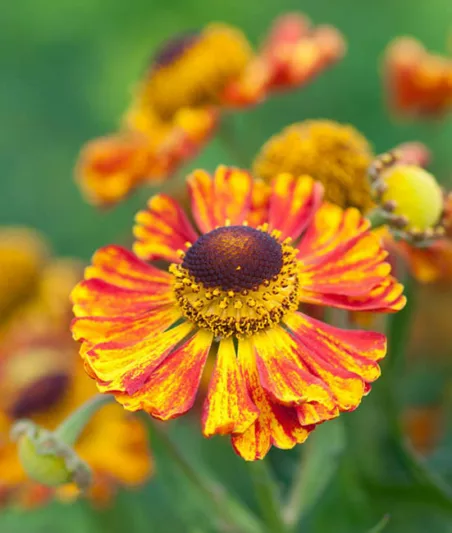 Helenium Feuersiegel, Sneezeweed Feuersiegel, Helenium Autumnale, Common Sneezeweed Feuersiegel, False Sunflower Feuersiegel, Helen's Flower Feuersiegel, Yellow Helenium