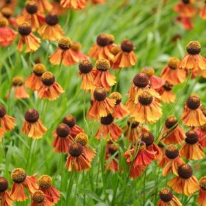 Helenium Flammenrad, Sneezeweed Flammenrad, Helenium Autumnale, Common Sneezeweed Flammenrad, False Sunflower Flammenrad, Helen's Flower Flammenrad, Orange Helenium