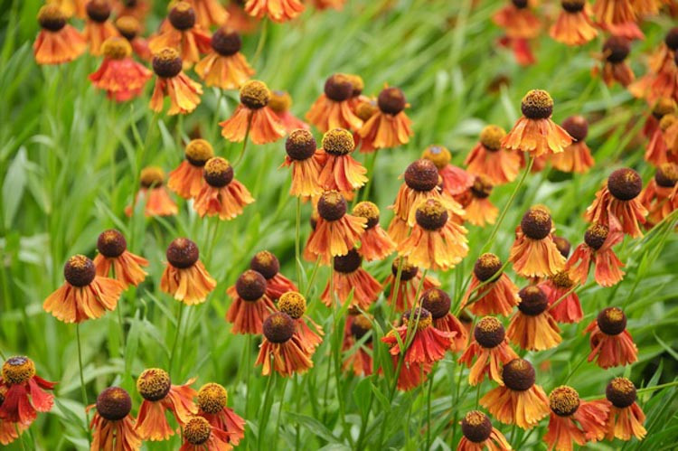 Helenium Flammenrad, Sneezeweed Flammenrad, Helenium Autumnale, Common Sneezeweed Flammenrad, False Sunflower Flammenrad, Helen's Flower Flammenrad, Orange Helenium