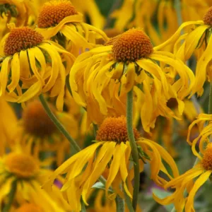Sneezeweed Hoopesii, Helen's Flower Hoopesii, Western Sneezeweed, Late summer perennial, Yellow Helenium, Owl's-Claws